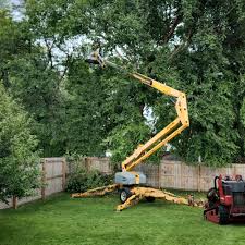 How Our Tree Care Process Works  in Hillsboro, TX